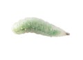 Green maggot isolated white background. Macro