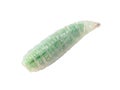 Green maggot isolated white background. Macro