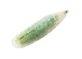 Green maggot isolated white background. Macro