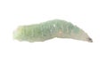 Green maggot isolated white background. Macro