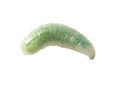 Green maggot isolated white background. Macro