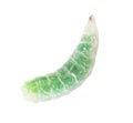 Green maggot isolated white background. Macro