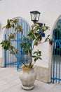 Green magnolia grows in a vase near a metal gate in a stone fence