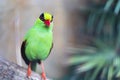 Green Magpie Bird Black Mask Royalty Free Stock Photo