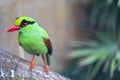 Green Magpie Bird Or Cissa chinensis Royalty Free Stock Photo