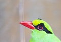 Green Magpie Bird Head Close Up Royalty Free Stock Photo