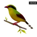 Green magpie bird isolated on a white background. Realistic Cissa chinensis. Himalayan bird. Vector illustration 3D.