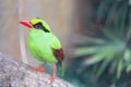 Green Magpie Bird Side View Royalty Free Stock Photo