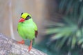 Green Magpie Bird Thief Royalty Free Stock Photo