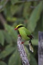 Green Magpie or Cissa chinensis, Okre, Sikkim Royalty Free Stock Photo