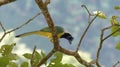 Green Magpie Cyanocorax yncas eating Royalty Free Stock Photo