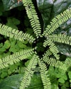 Green Maidenhair fern in Old growth Forest along clackamas river in Oregon