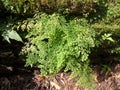 Green Maidenhair ferns