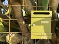 Green mailbox against the background of green cacti and lattice Royalty Free Stock Photo