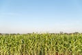 Green maize corn field plantation