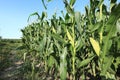 Green maize crop