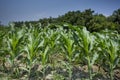 Green Maize crop plants, Manikgonj, Bangladesh. Royalty Free Stock Photo