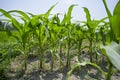 Green Maize crop plants, Manikgonj, Bangladesh. Royalty Free Stock Photo