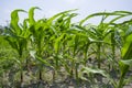 Green Maize crop plants, Manikgonj, Bangladesh. Royalty Free Stock Photo