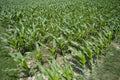 Green Maize crop plants, Manikgonj, Bangladesh. Royalty Free Stock Photo