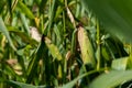 Green maize ear on stalk with silk in field, corn in cornfield Royalty Free Stock Photo