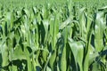 Green maize field Royalty Free Stock Photo