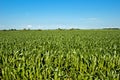 Green maize field