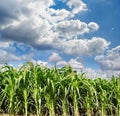 Green maize field Royalty Free Stock Photo