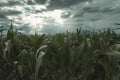 Green maize field in front of dramatic clouds