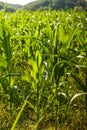 Green maize field Royalty Free Stock Photo