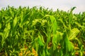 Green maize field in July Royalty Free Stock Photo