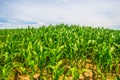 Green maize field in summer Royalty Free Stock Photo