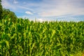 Green maize field in summer Royalty Free Stock Photo