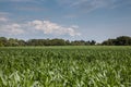 Green maize field Royalty Free Stock Photo