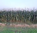 Maize at Final Stage Okara Punjab Pakistan Royalty Free Stock Photo