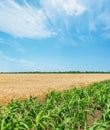 Green maize and golden wheat agriculture fields and blue sky with clouds. Field of Ukraine with a harvest Royalty Free Stock Photo