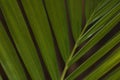 Green Majesty Palm Leaf Close-up Frame Ravenea rivularis Royalty Free Stock Photo