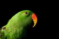 Green Male Eclectus Parrot