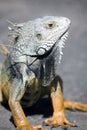 Green male iguana Royalty Free Stock Photo