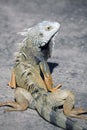 Green male iguana Royalty Free Stock Photo