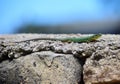 Green male Maltese Wall Lizard, Podarcis filfolensis maltensis, basking on a wall