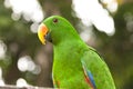 Green male parrot with orange beak in PNG