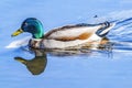 Green Mallard Duck Juanita Bay Park Lake Washington Kirkland Washiington