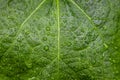 Green mallow leaf with drops after rain Royalty Free Stock Photo