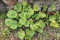 Green mallow leaves in autumn