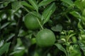 Green Malta, Bare-1 Sweet Malta Fruit Plants, Orange Tree Royalty Free Stock Photo