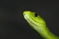 Green mamba