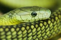 A green mamba