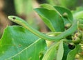 Green Mamba coloration, the arboreal Opheodrys aestivus Royalty Free Stock Photo