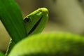 Green Mamba (Dendroaspis angusticeps) Royalty Free Stock Photo